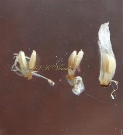  Male Flowers, One complete and two without calyx